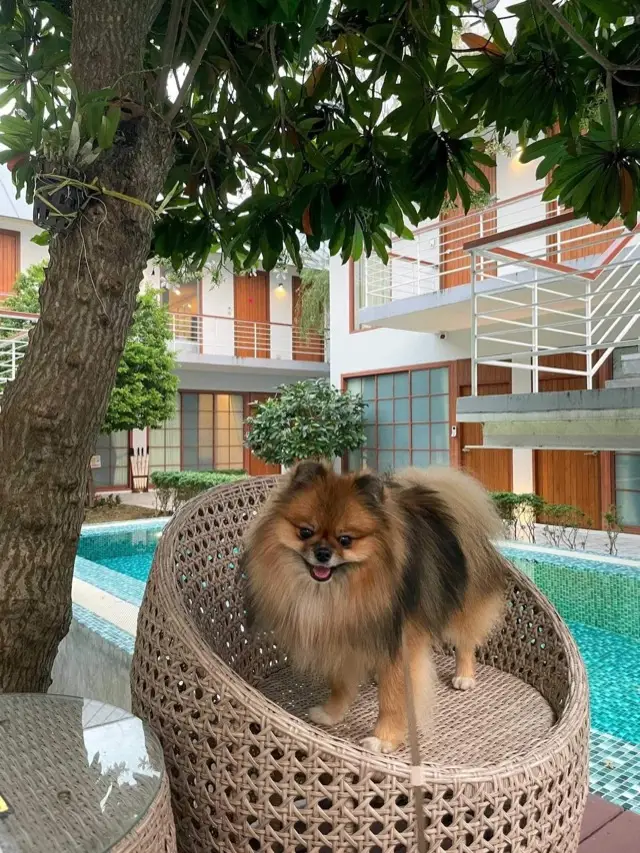 Four O'clock Hotel, Chiang Mai, photo 3